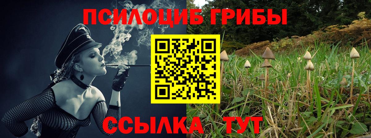 Псилоцибиновые грибы Cubensis Урай